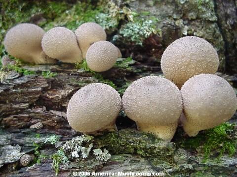 Image - Photo of the edible Peaar-shaped Puffball (Lycoperdon pyriforme)